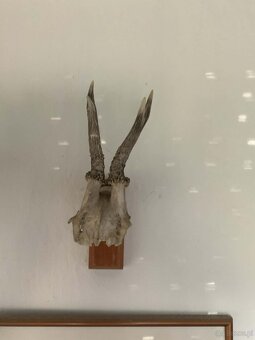 Sprzedaję poroże. - 2