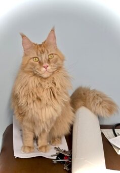 Kotki rasy Maine Coon - 2