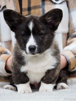 Welsh corgi cardigan szczenięta - 2