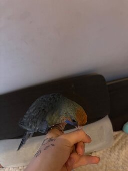 Sprzedam rozelle królewską ręcznie karmiona - 2