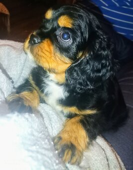 Gotowy do odbioru piesek Cavalier z rodowodem i wyprawką - 2