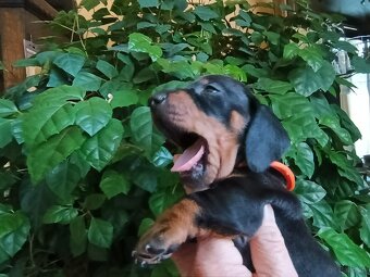 Szczeniaki jamnik standard krótkowłosy czarny podpalany - 2