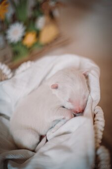 Samojed z FCI/PP – urodzone szczenięta z wyjątkowego skojarz - 2