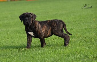 Cane Corso Suka z rodowodem FCI - 2