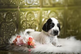 COCKER SPANIEL ANGIELSKI - FCI RODOWÓD - 2