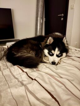 Pomsky - szczenięta - 2