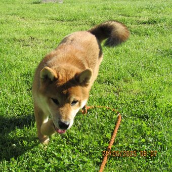 Shiba Inu - najstarszy w mioce, pięciomiesięczny piesek - 2