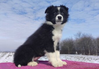 Suczka Border Collie z pełną dok. Rasowa z Hodowli - 2