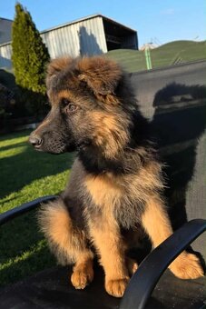 Owczarek niemiecki długowłosy - 2