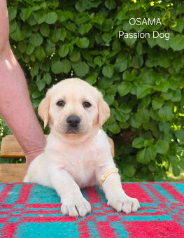 Labrador biszkoptowa suczka OSAMA Passion Dog - 2