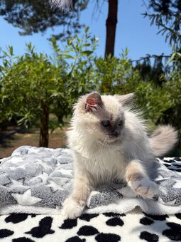 Przepiękna , zakochana w człowieku kotka Ragdoll z rodowodem - 2