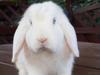 Baranki mini lop - 2