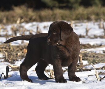 Labrador Retriever szczenie z rod ZKwP, FCI Badania Genetycz - 2