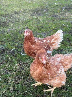 KURY NIOSKI 605834710 - 2