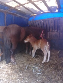 Hucul x Shetland - 2