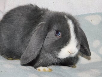Niebiesko - biała samiczka mini lop - 2