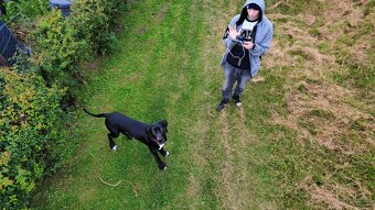DOG NIEMIECKI - 2