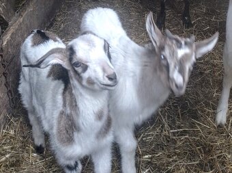 Koza i 2x mlode - 2