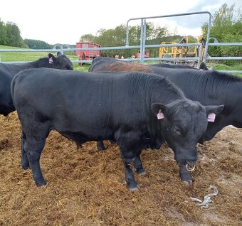 Byk hodowlany rasy Aberdeen Angus - 2