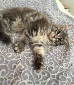 Maine Coon - 2