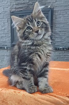 Maine Coon kotka rodowód fpl - 2