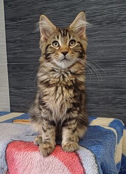 Maine Coon kotka rodowód fpl - 2