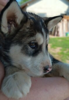 Alaskan malamute szczenięta - 2