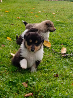 Owczarek szkocki długowłosy FCI Collie Rough - 2