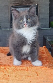 Maine Coon kocurek rodowód fpl - 2