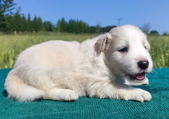 Border Collie - Pies maści EE-RED, dokumenty hod, badania ro - 2
