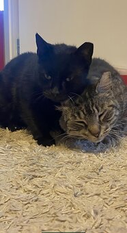 Mamba i Maurycy mama i synek szukają domu - 2