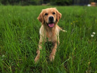 GOLDEN RETRIEVER-ciemnozłote i złote , ZKwP/FCI - 2