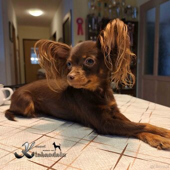 Toy rosyjski - suczka z dokumentami FCI - 2