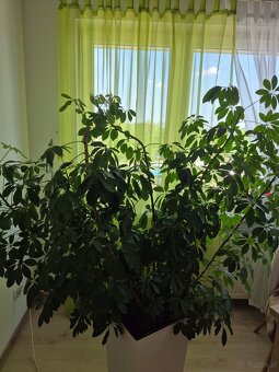 Piękna Duża Szeflera - 2