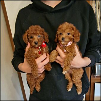 Pudel Toy,Miniaturka red - 2