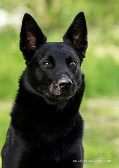 Australian kelpie - 2