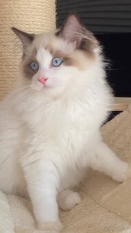 Kot kocurek Ragdoll - 2
