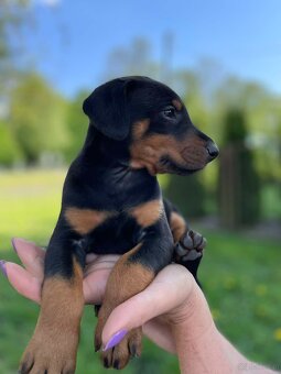 Szczeniaki dobermana - 2