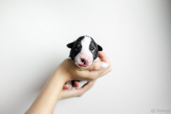 Border collie z rodowodem - 2