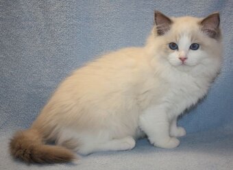 RAGDOLL koťátka: - 2