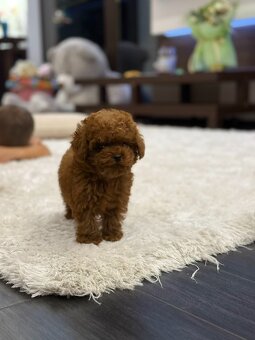 szczenię toy pudla z chińskiej linii - 2
