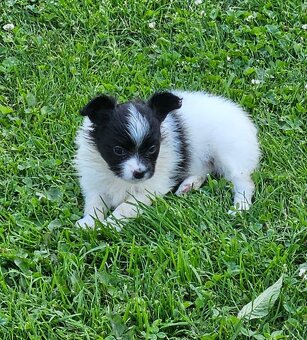 Spaniel Kontynentalny - Papillon - 2