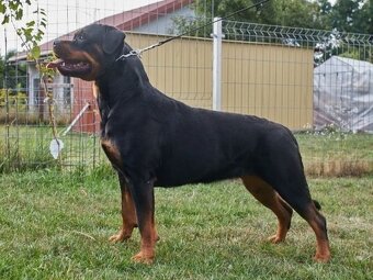 Rottweiler FCI ZKwP Białystok szczenięta szczeniak - 2