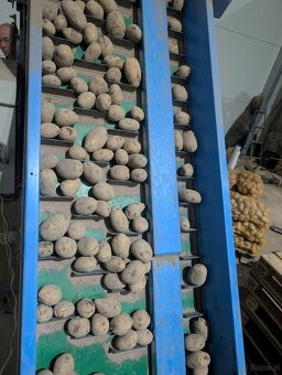 Prodám brambory - 2