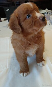 Nova Scotia Duck Tolling Retriever - szczeniaki - 2