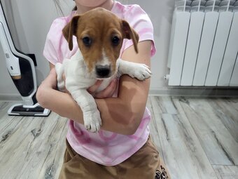 Jack russell terrier - 2