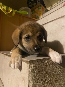 szczeniaki 8 tygodni - mama Beagle - 2