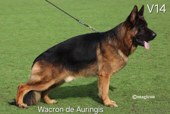 Szczenięta owczarek niemiecki - 2