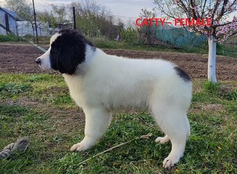 LANDSEER - 2