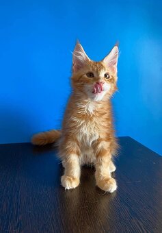 Piękne kocięta Maine Coon - 2